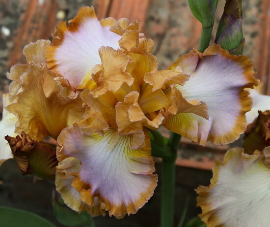 Vilkdalgis (Iris) 'Different World'